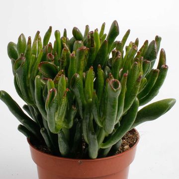 Crassula ovata 'Horntree'