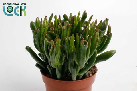 Crassula ovata 'Horntree'