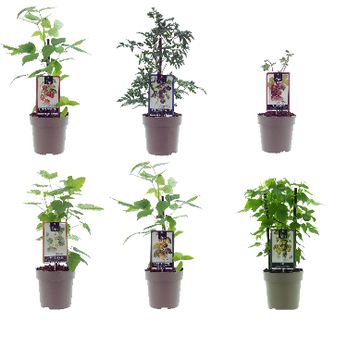 Plantas frutales MIX