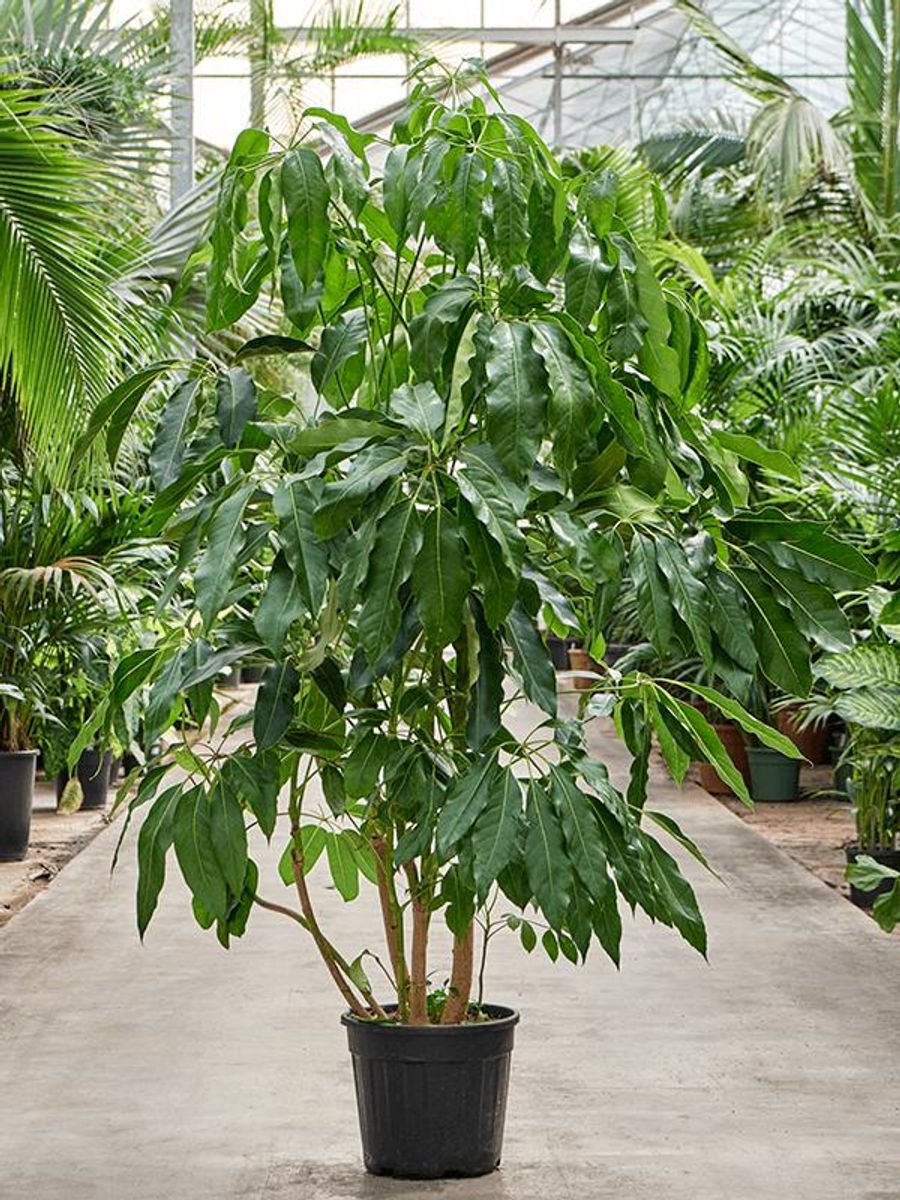 Schefflera actinophylla 'Amate' — Plant Wholesale FlorAccess