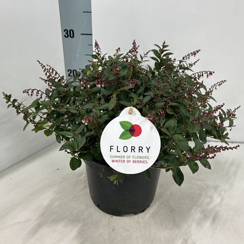 Gaultheria FLORRY