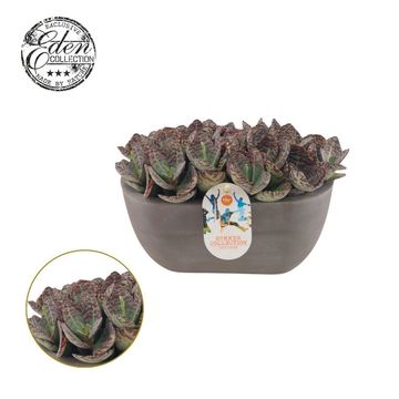 Kalanchoe 'Surprising Desert'