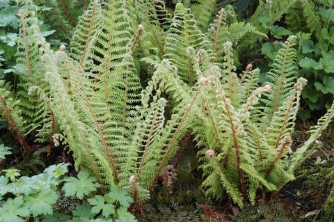 Polystichum setiferum