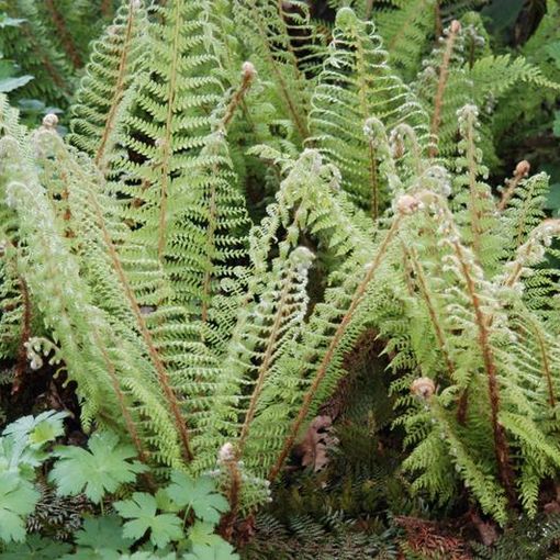 Polystichum setiferum