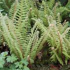 Polystichum setiferum