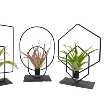 Arrangement Tillandsia