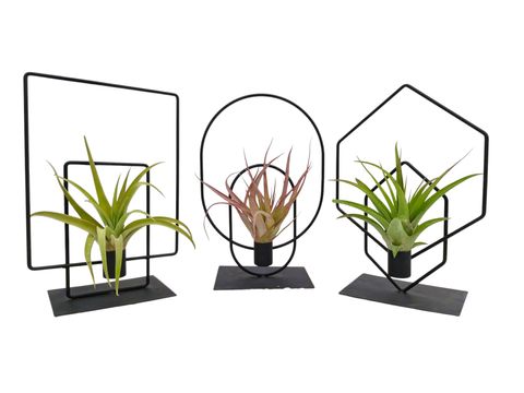 Arrangement Tillandsia