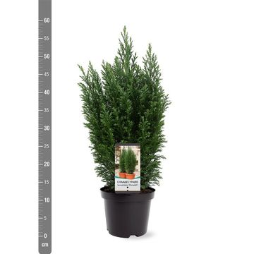 Chamaecyparis лавсониана 'Элвуди'