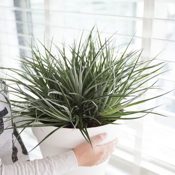 Fascicularia bicolor