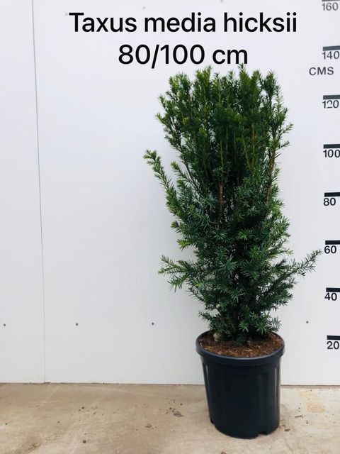 Taxus x media 'Hicksii'