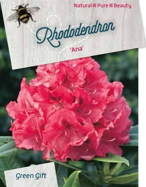 Rhododendron 'Ana'