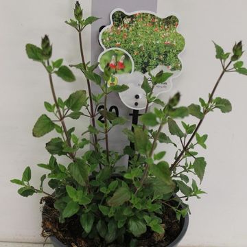 Salvia microphylla 'Hot Lips'