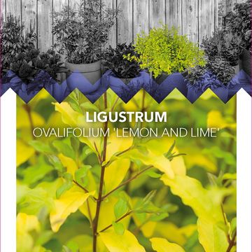 Ligustrum ovalifolium 'Lemon and Lime'