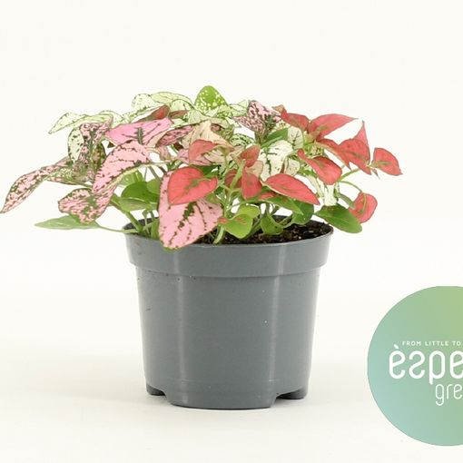 Hypoestes MIX IN POT