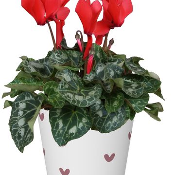 Cyclamen persicum SUPER SERIE S ALLURE MIX