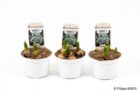 Ornithogalum oligophyllum