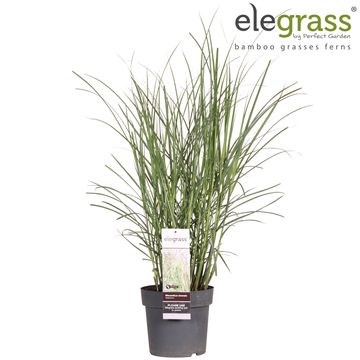 Miscanthus sinensis 'Malepartus'