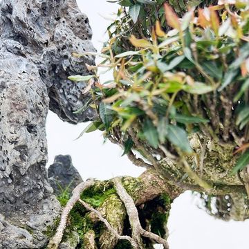 Trachelospermum asiaticum