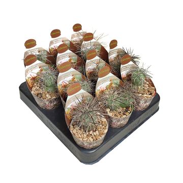 Tephrocactus alexanderi