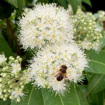 Backhousia citriodora