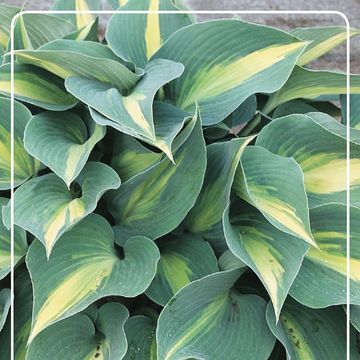 Hosta 'Catherine'