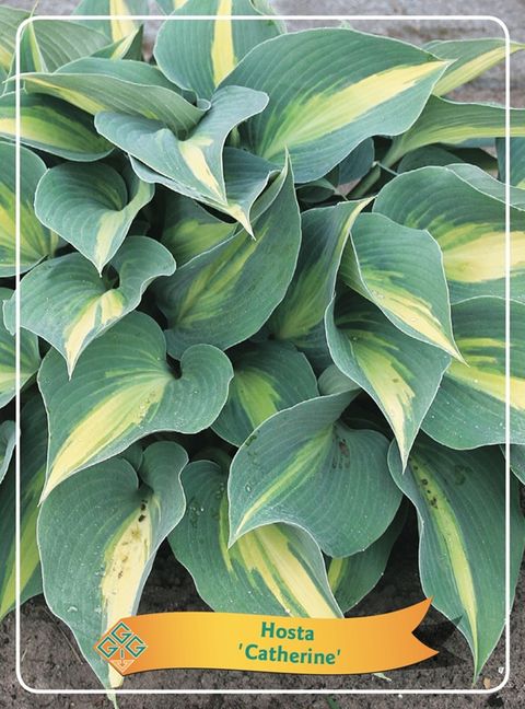 Hosta 'Catherine'