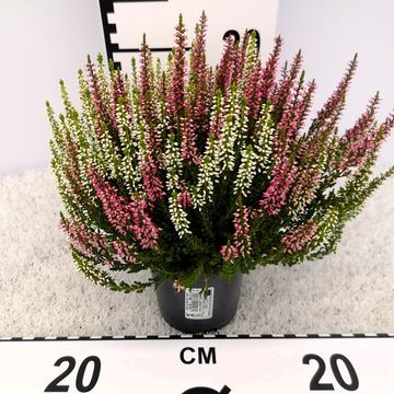 Calluna vulgaris BEAUTY LADIES MIX IN POT