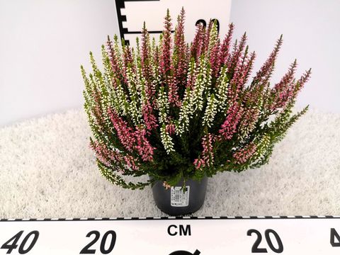 Calluna vulgaris BEAUTY LADIES MIX IN POT