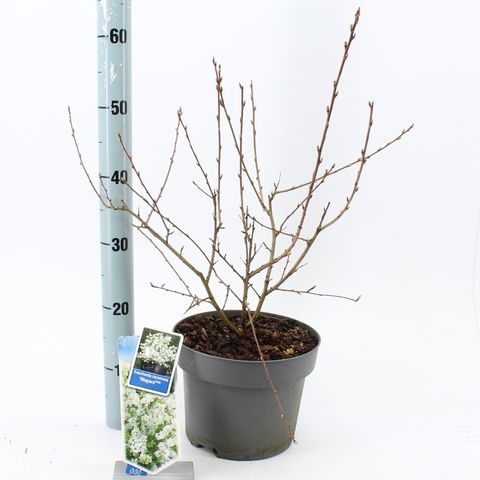 Exochorda racemosa 'Niagara'