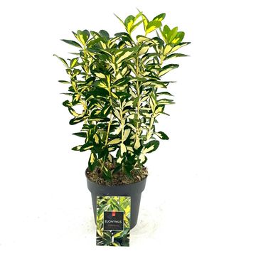 Euonymus japonicus 'Gold Queen'