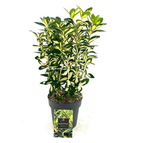 Euonymus japonicus 'Gold Queen'