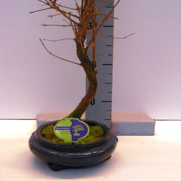 Metasequoia glyptostroboides