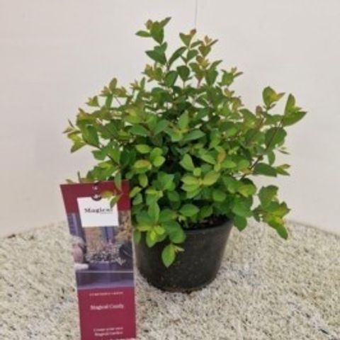 Symphoricarpos MAGICAL CANDY