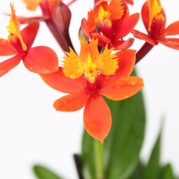 Epidendrum