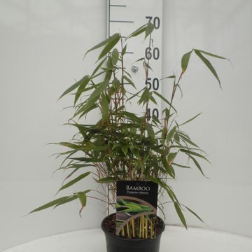 Fargesia robusta 'Pingwu'