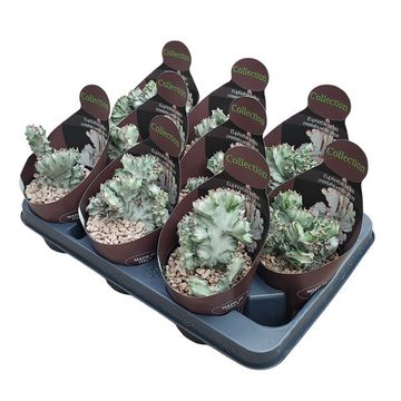 Euphorbia lactea 'White Ghost'