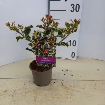 Ilex aquifolium 'Argentea Marginata'