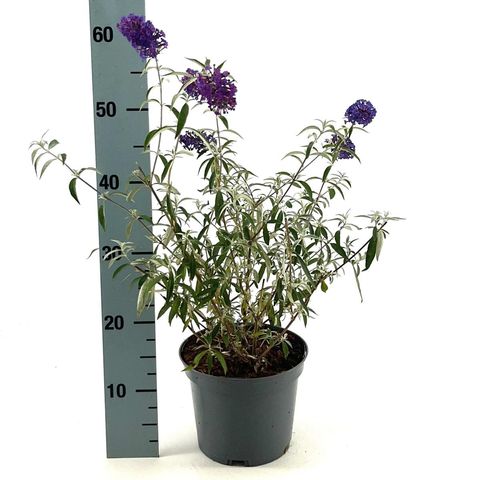 Buddleja davidii 'Nanho Purple'