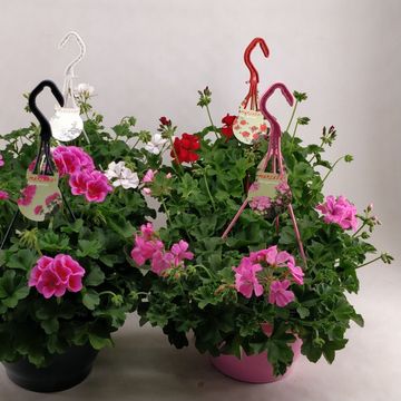 Pelargonium MARCADA MIX