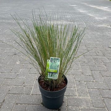 Poa labillardierei 'Glauca'