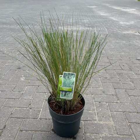 Poa labillardierei 'Glauca'