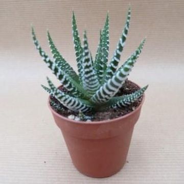 Haworthia fasciata 'Big Band'