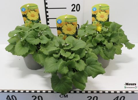 Doronicum orientale 'Leonardo'