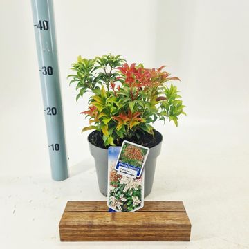 Pieris japonica 'Red Mountain'