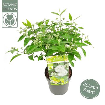 Backhousia citriodora