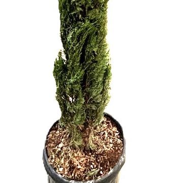 Cupressus sempervirens