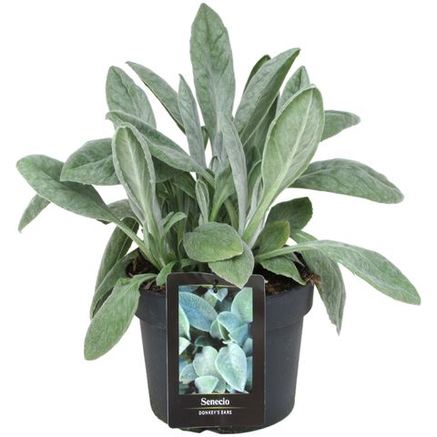 Senecio niveoaureus DONKEY'S EARS