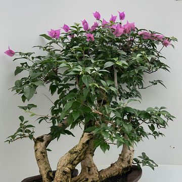 Bougainvillea glabra