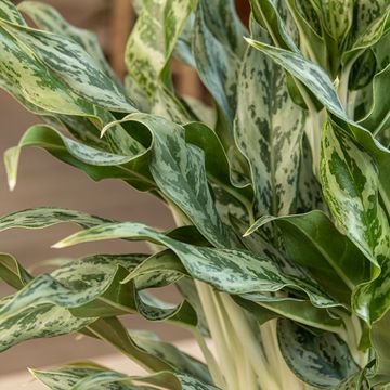 Aglaonema 'Greyhound'