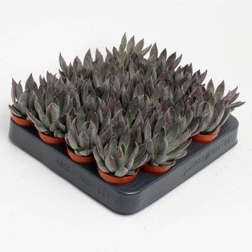 Echeveria 'Joost'